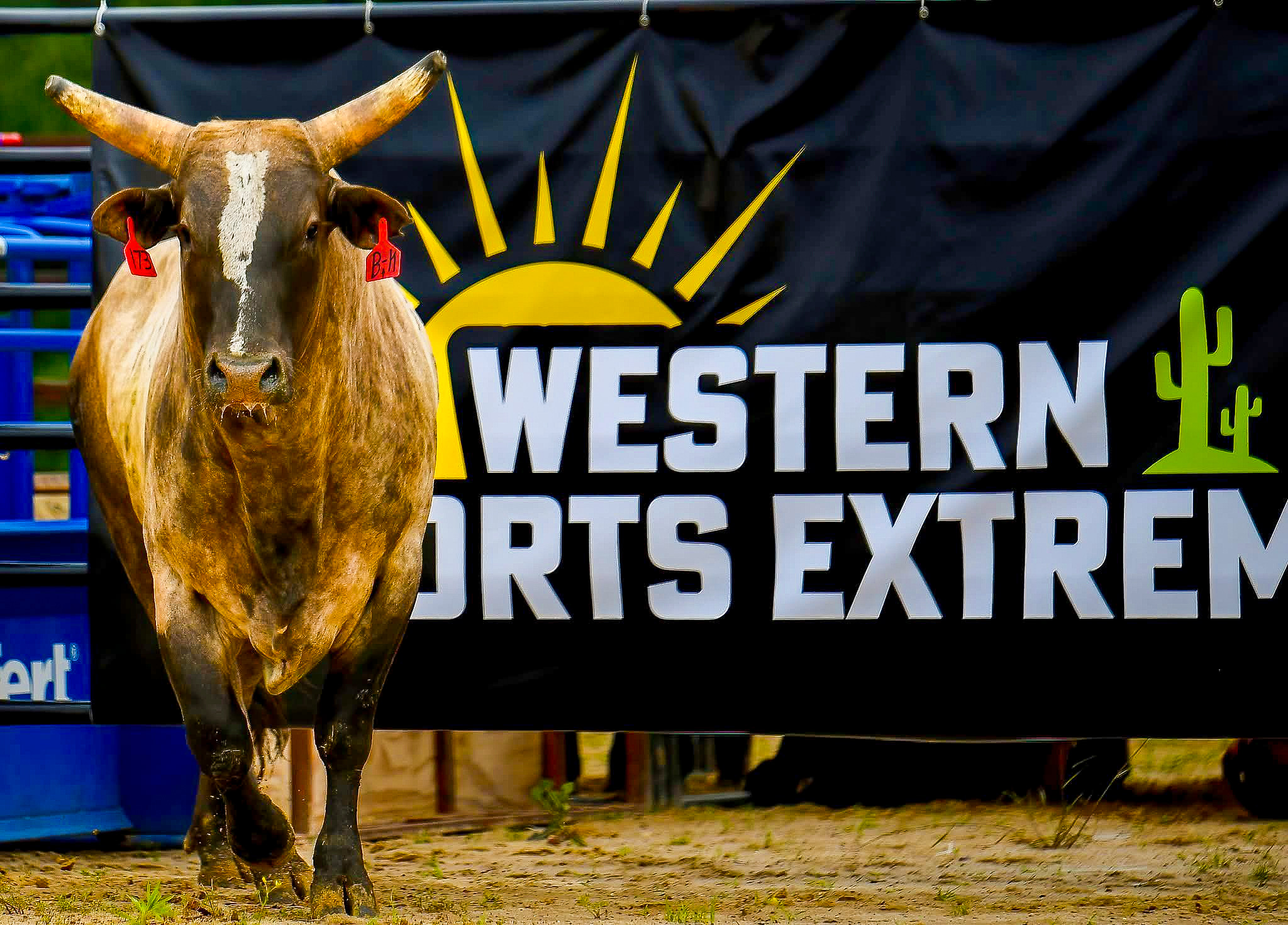 Bull standing in front of Western Sports Extreme arena branding