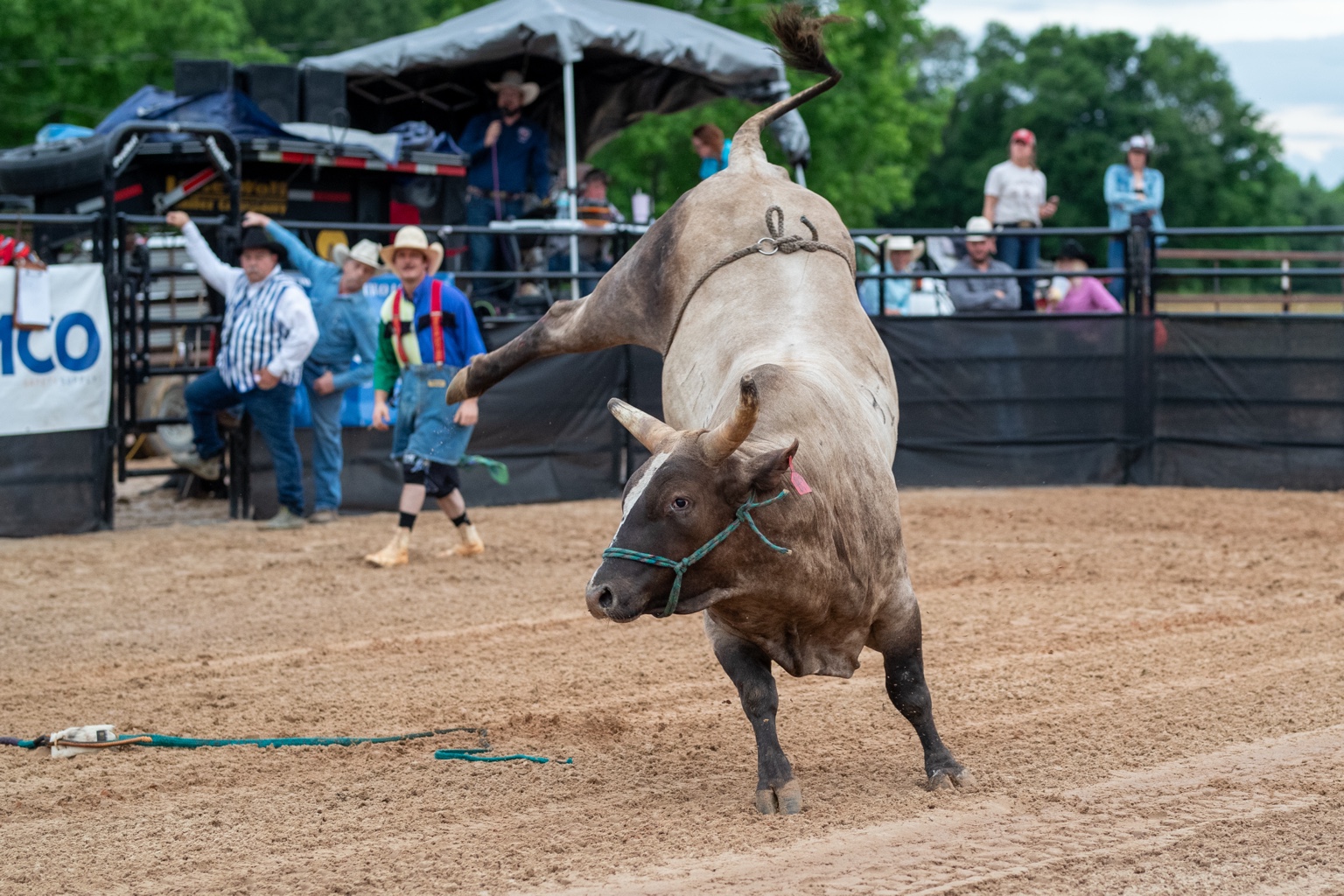 Bull and bullfighter in the arena during Western Sports Extreme competition