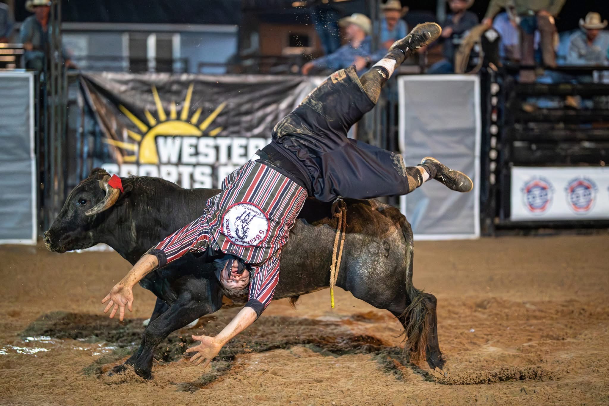 Freestyle bullfighter working close to a bull at a Western Sports Extreme event